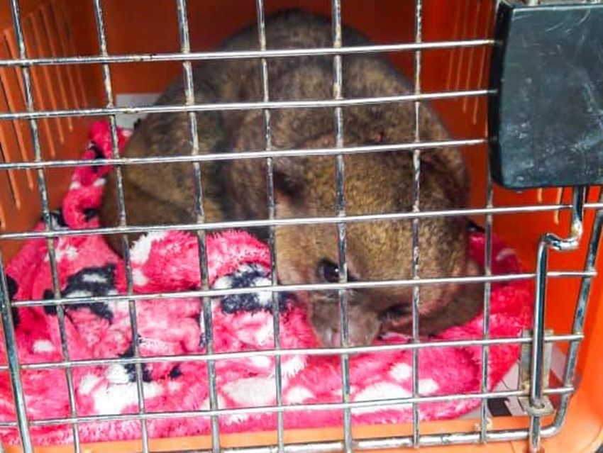 Autoridades lograron rescatar un Perro de Monte en Piendamó, Cauca