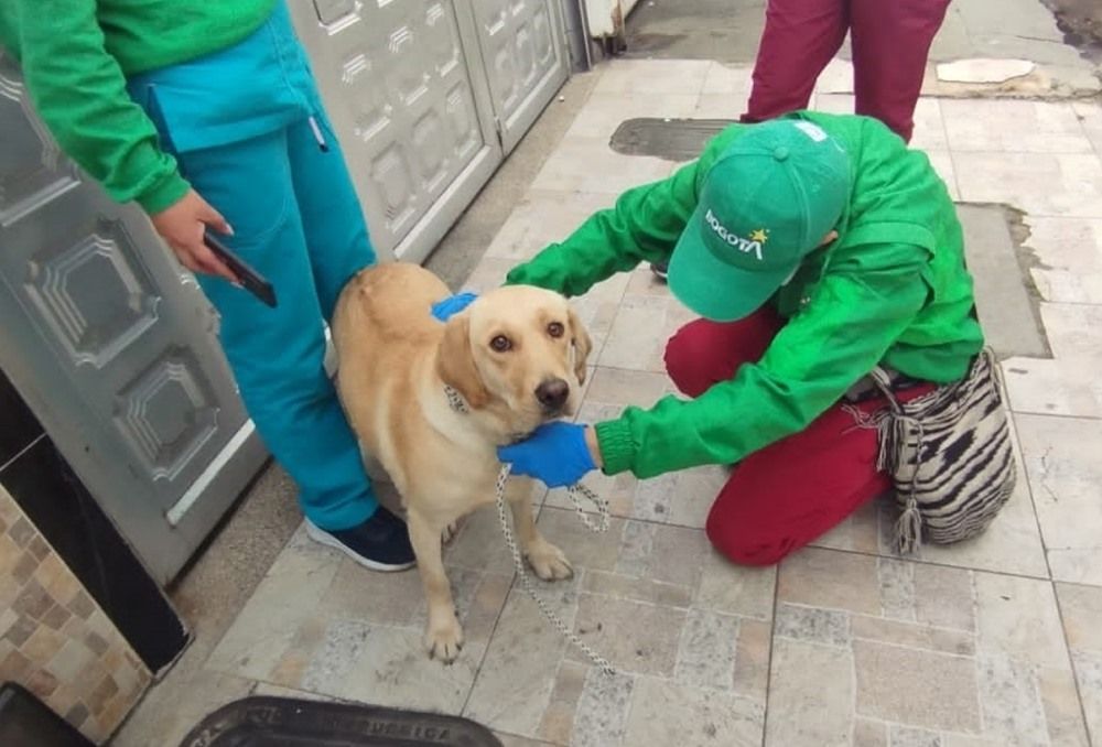 Procuraduría investiga la muerte de Limonar, perro usado en la detección de orgánicos en el Aeropuerto El Dorado