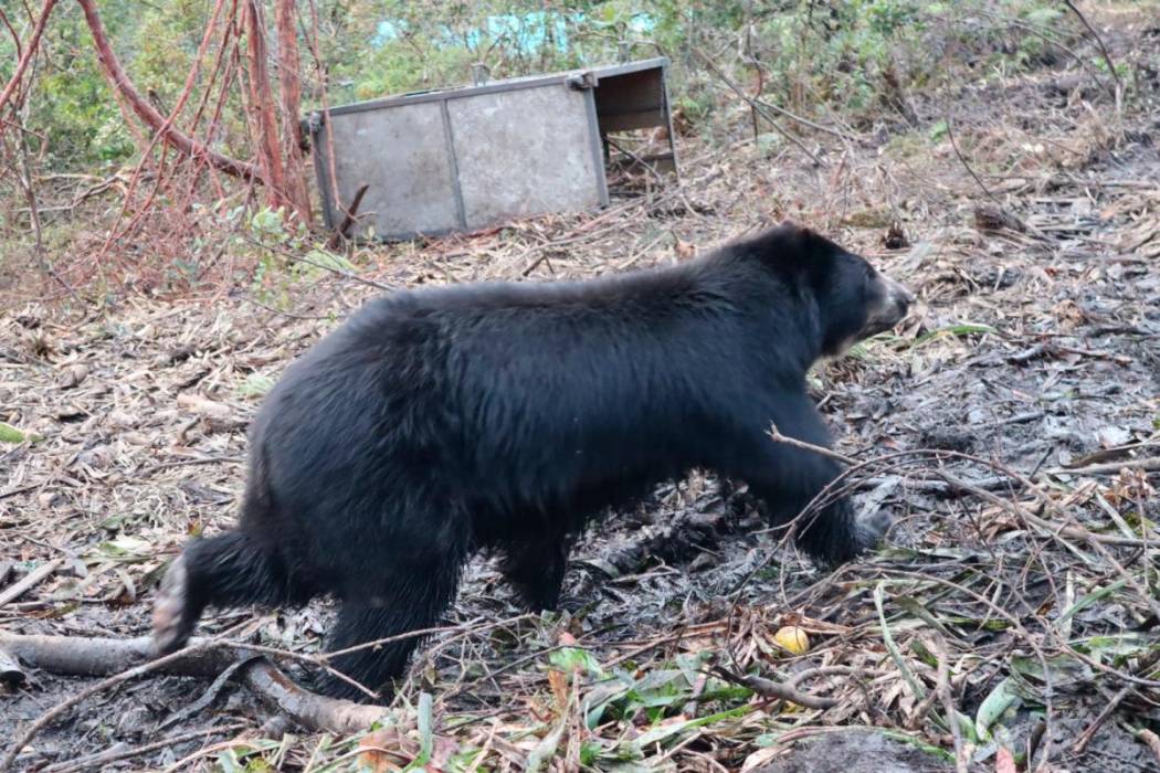 Así fue el operativo de la FAC para trasladar dos osos andinos de Pasto hasta Bogotá