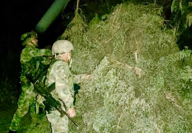 Dos nuevas toneladas más de marihuana fueron incautadas en el norte del Cauca por tropas del Ejército