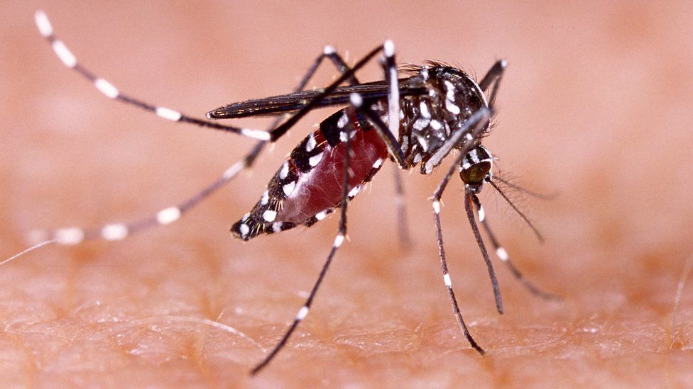 Alerta en el sur de Popayán por casos positivos de dengue
