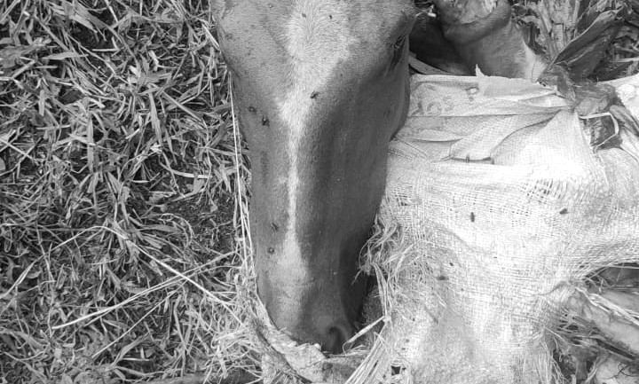 (Vídeos) Restos de caballos fueron encontrados en la vía Popayán - Timbío