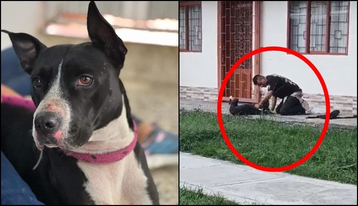 Policía rescató perro que era maltratado por un habitante de calle en Popayán