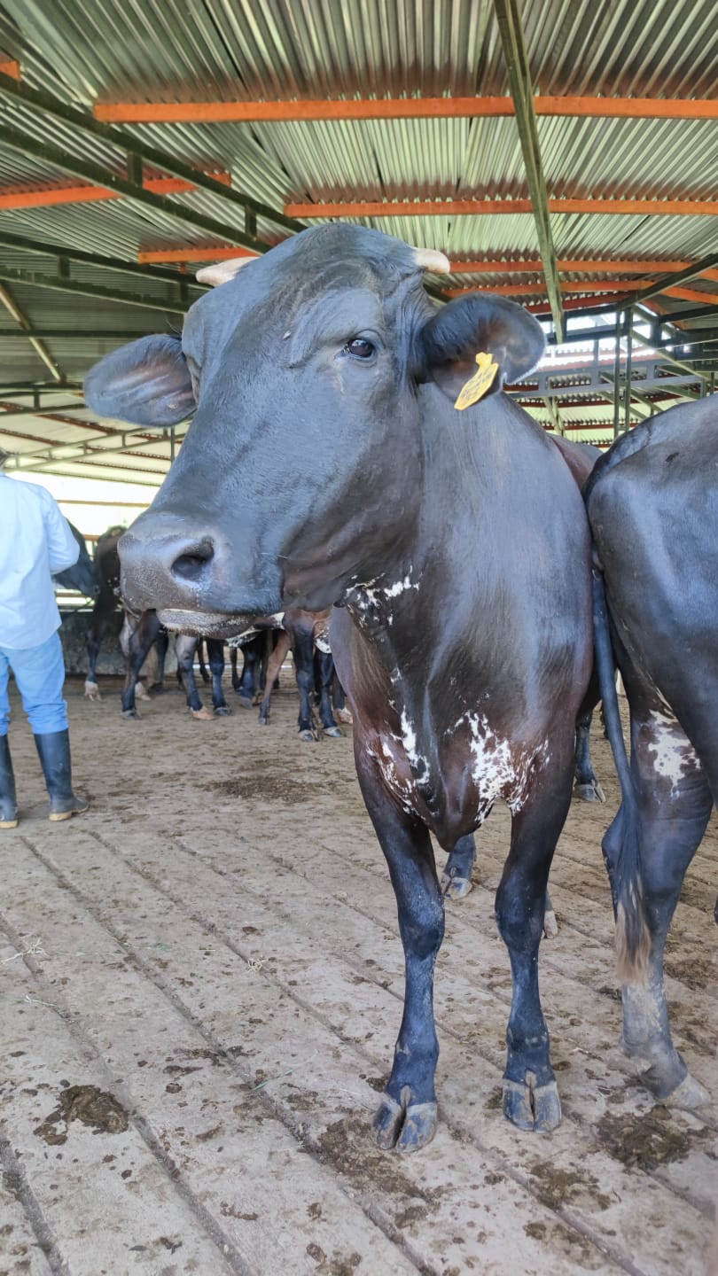 Campesinos víctimas de la violencia reciben vacas lecheras incautadas, en contrato de comodato