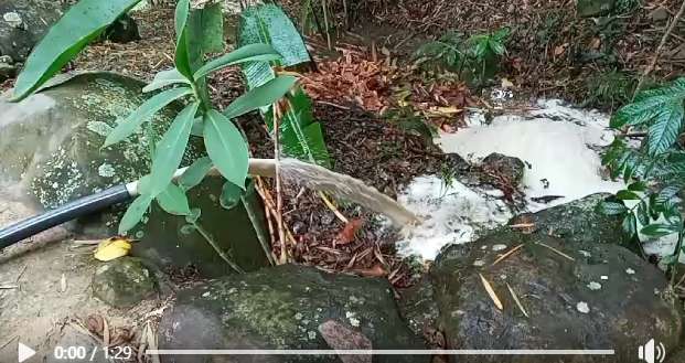 Grave daño ambiental: desechos de marranos son vertidos al principal río de Santander de Quilichao
