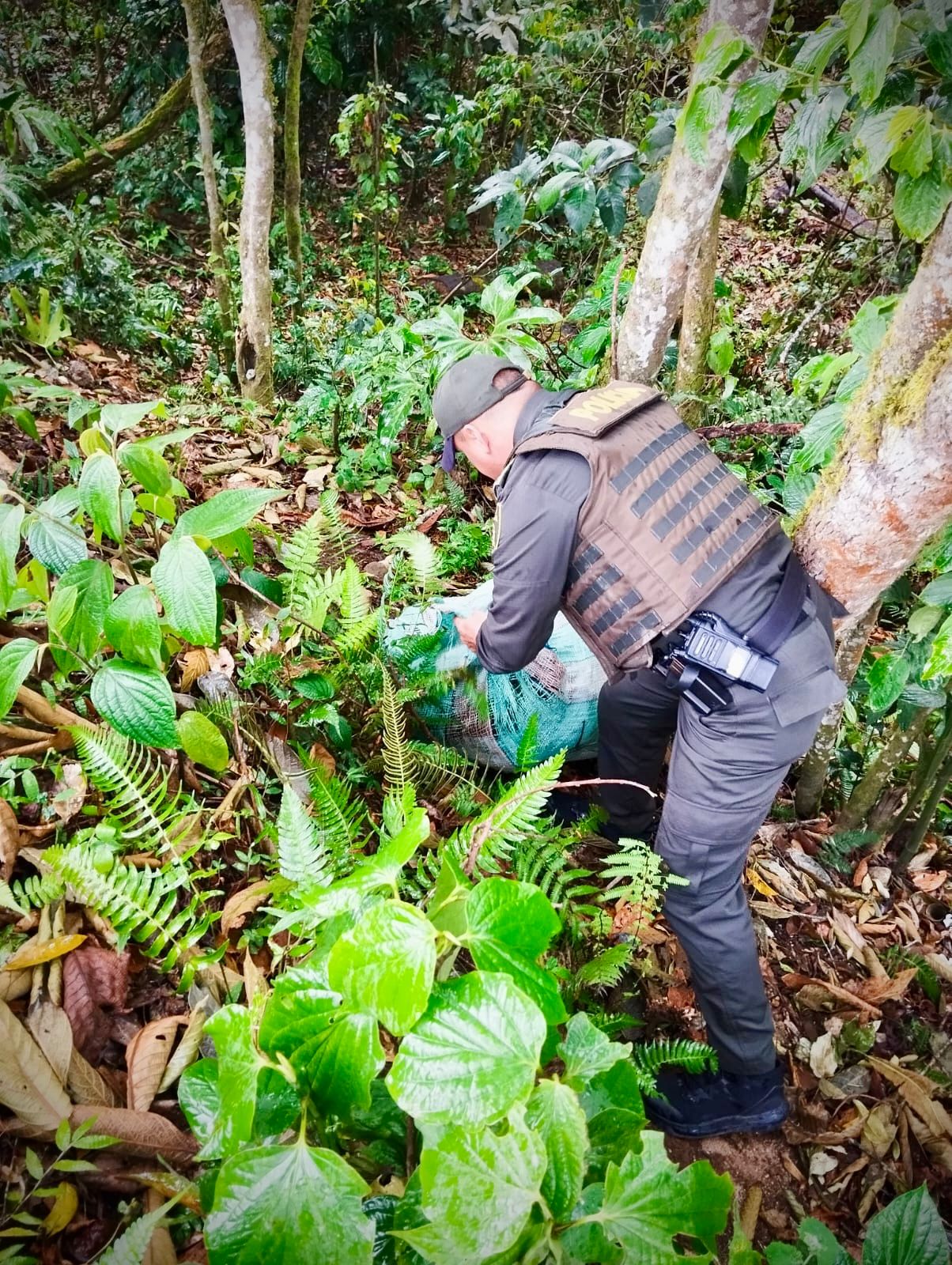 Encuentran cargamento de marihuana en la vereda Julumito  de Popayán