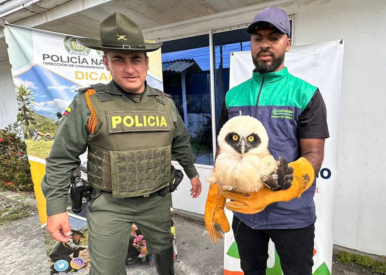 En Tumaco, la Policía rescata un búho de anteojos