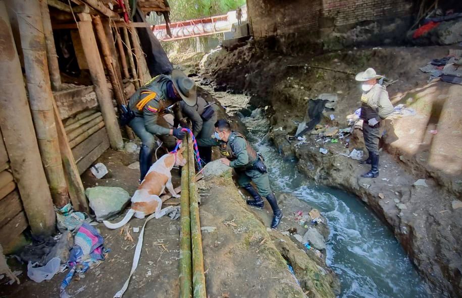 Atención inmediata ante caso de maltrato animal debajo del Puente Chune en Popayán