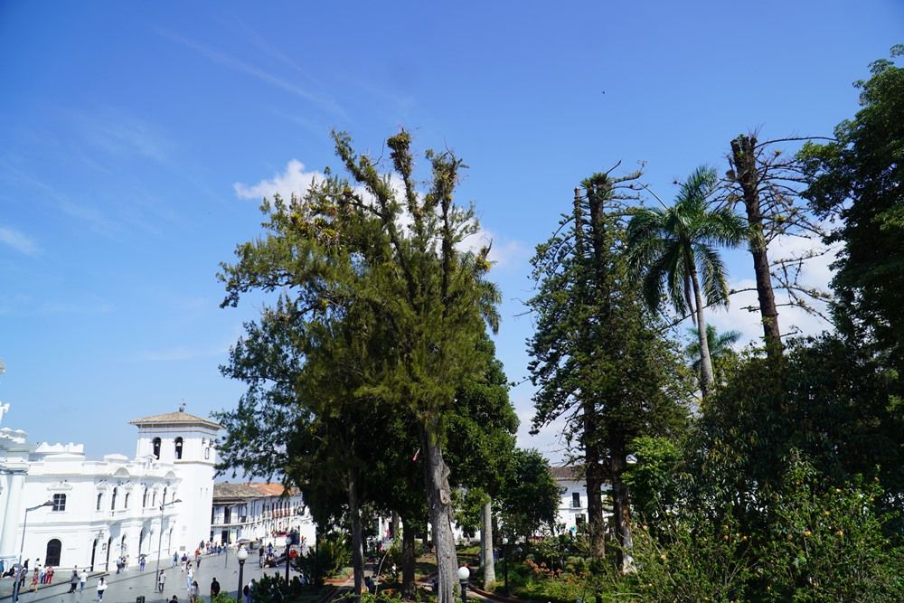 Poda de árboles que representan un peligro en el Parque Caldas de Popayán