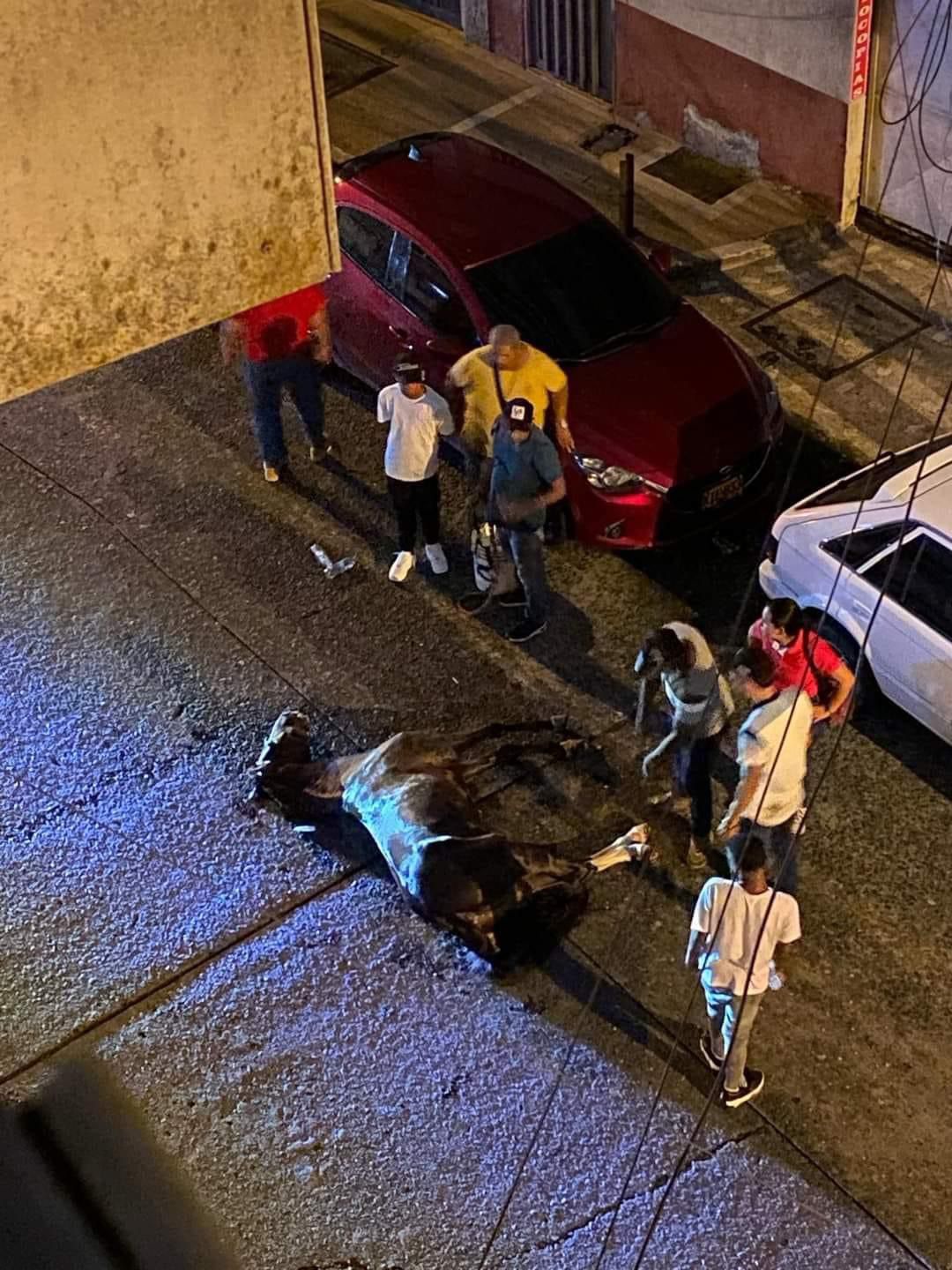 Polémica en Buenaventura por muerte de un equino en medio de cabalgata