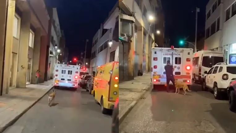 (Video)Perrito conmueve a ciudadanos al correr tras una ambulancia para acompañar a su cuidador