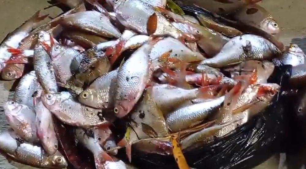 Mortandad de peces en el río El Palo causó airada protesta en Puerto Tejada, Cauca