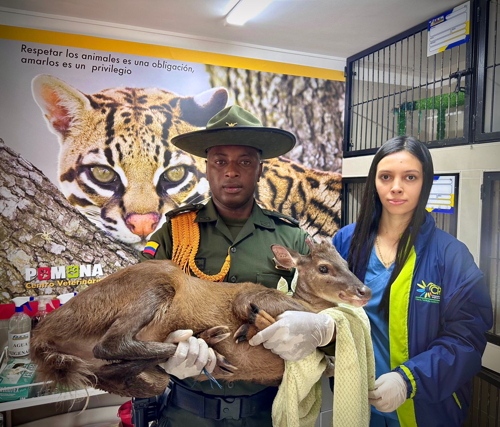 Policía ambiental rescata mamífero silvestre en Popayán: Un ejemplo de compromiso por la fauna silvestre