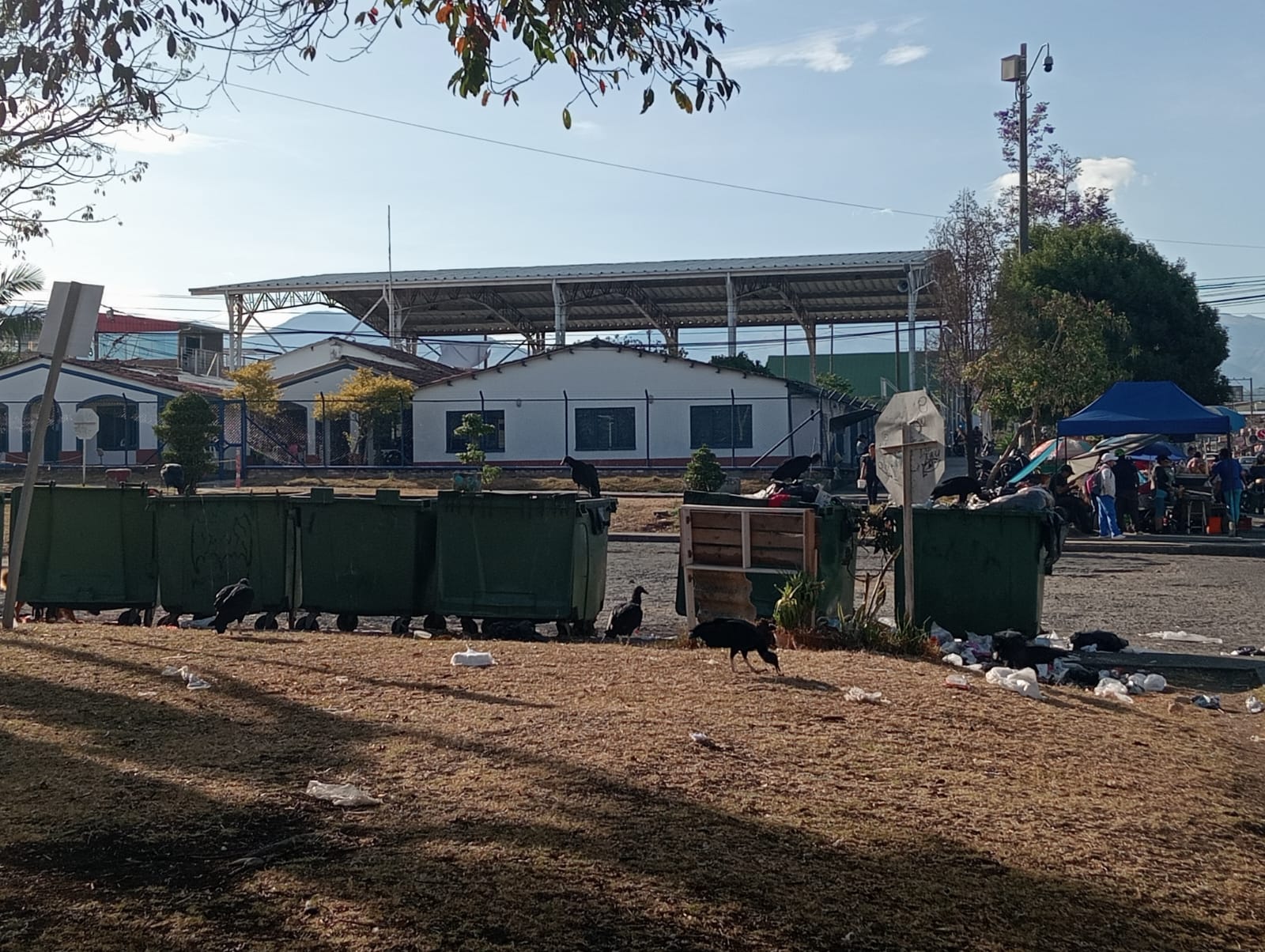 (Video) Gallinazos, los vecinos incómodos en La Paz