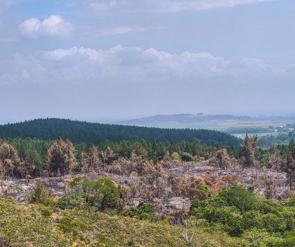 Gremios empresariales denuncian destrucción de reserva natural en Caloto