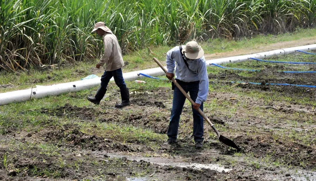 Le robaron dos tractores a trabajadores de la caña de Guachené, Cauca