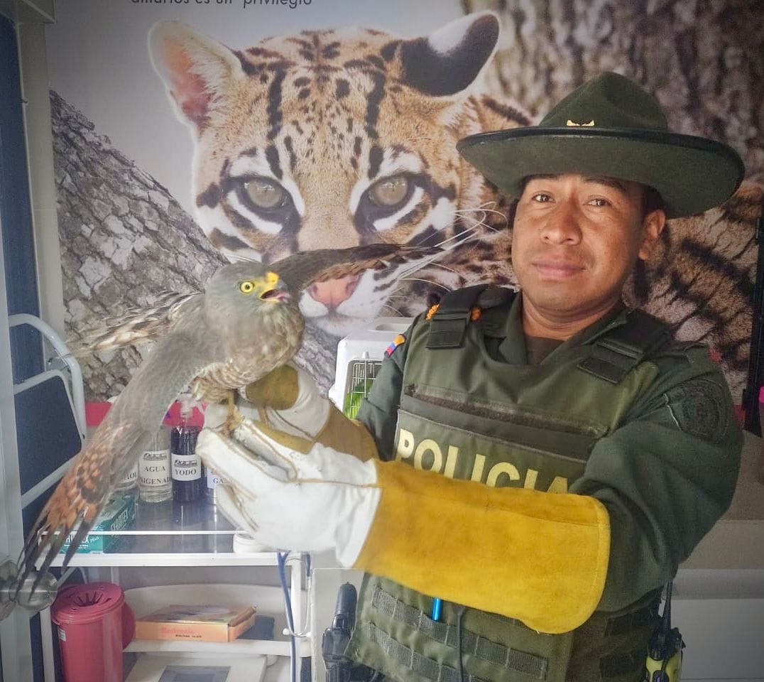 Protegiendo la fauna silvestre en Popayán: Policía Nacional rescata a más de 30 animales