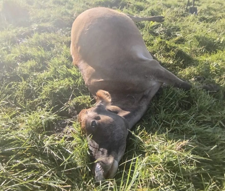 Emergencia en Paletará: se están muriendo las vacas