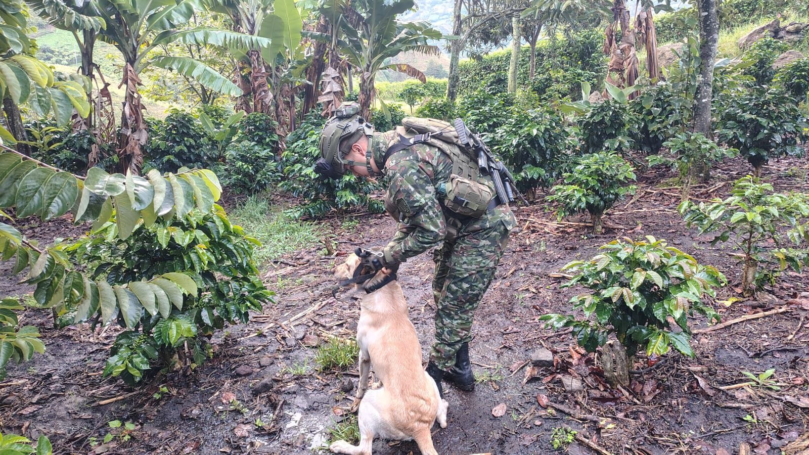 Ejército neutralizó explosivos cerca de la Panamericana en Nariño