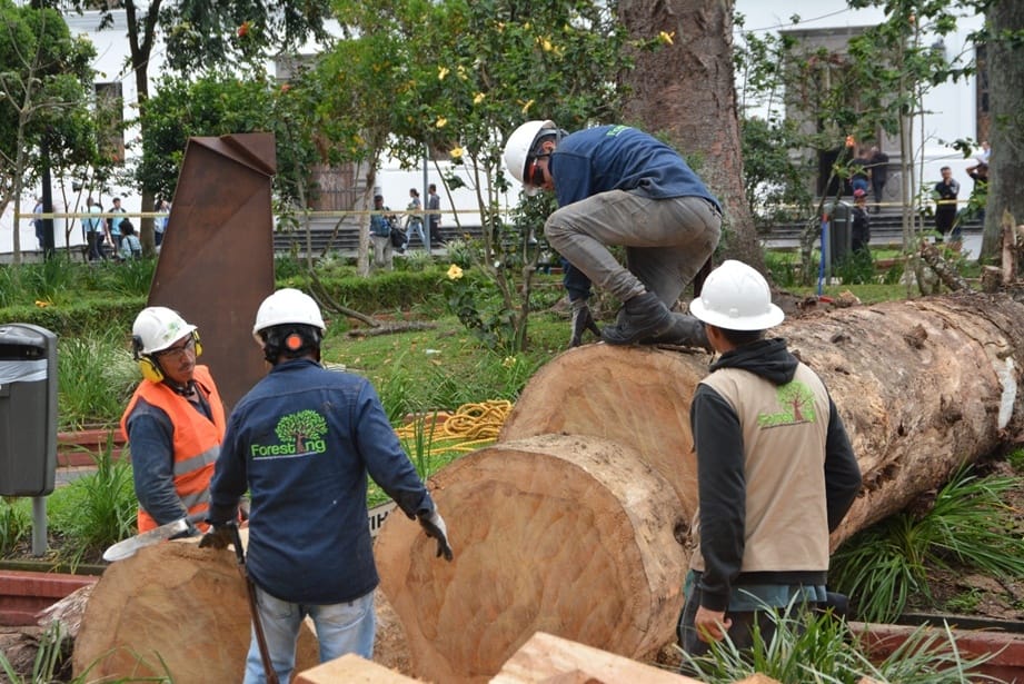 Alcaldía explica por qué se taló la Araucaria del Parque Caldas