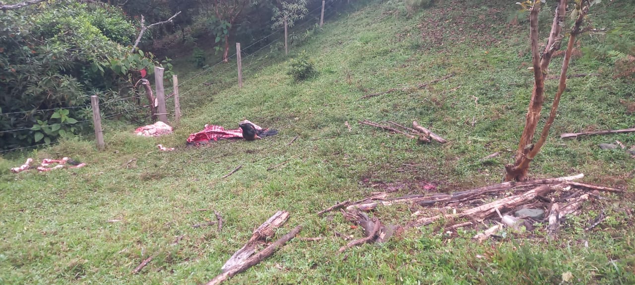 Denuncia pública por abigeato en la finca San Luis: comunidad exige acciones urgentes