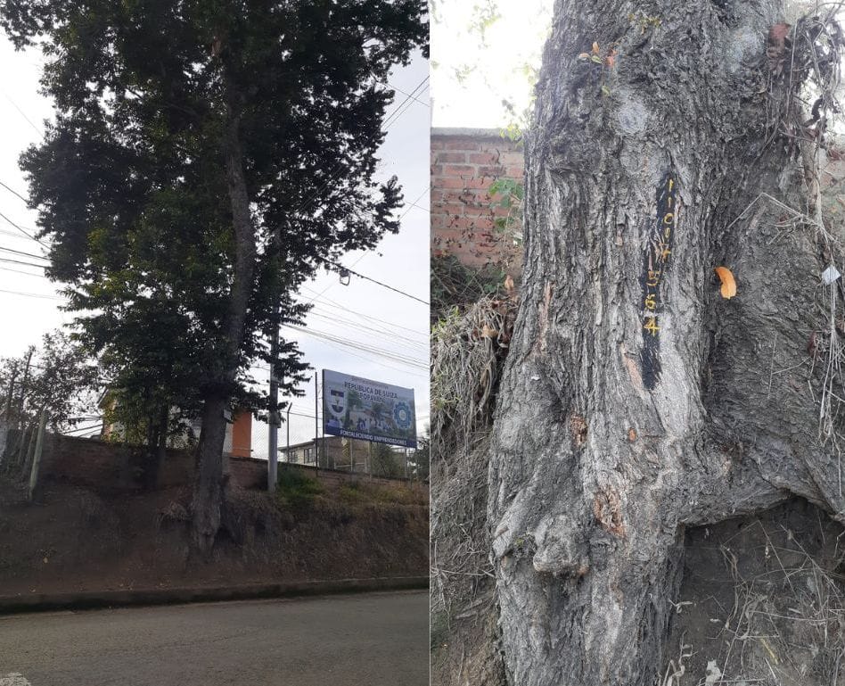 Nada que talan este árbol enfermo que amenaza con colapsar en la Vereda de Torres