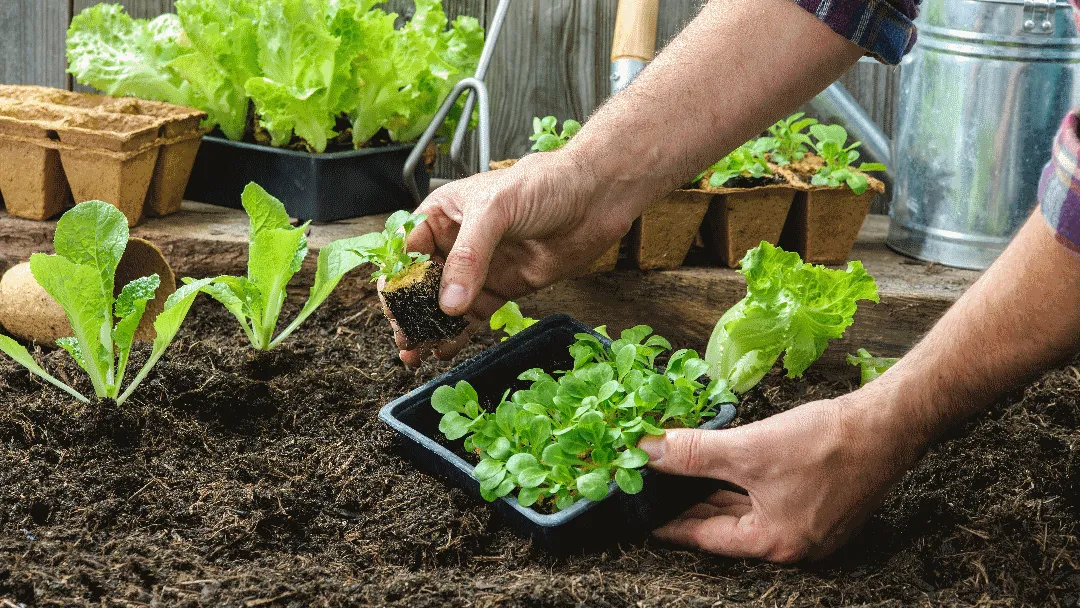 La huerta casera: un recurso para la salud mental, el bienestar y la economía del hogar