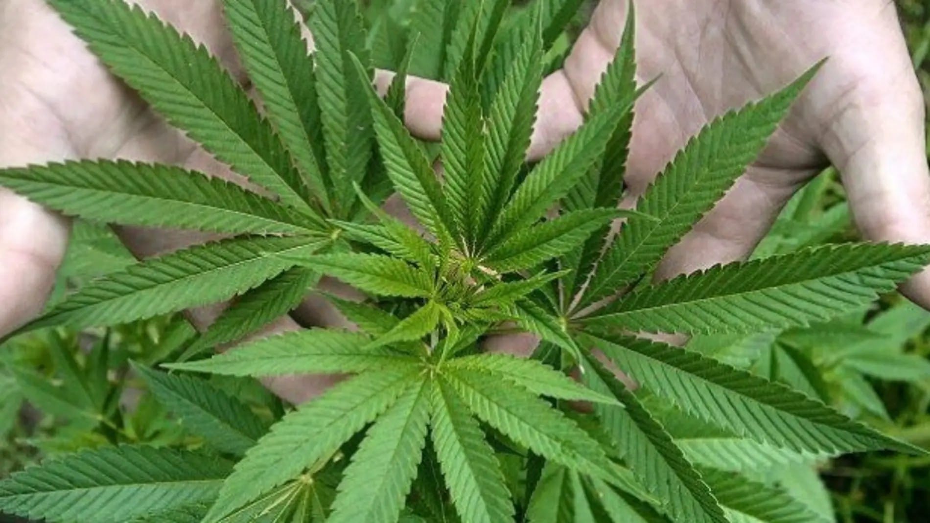 Colombia: se reglamentará el uso no recreativo de la marihuana