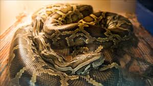 Una serpiente pitón de 60 kilos apareció en el baño de una casa y desató el pánico en una familia