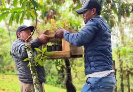 Sotará avanza en la protección ambiental con jornada de reforestación y educación ecológica en la vereda Chiribío