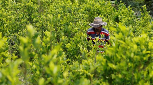 Campesinos cocaleros del Cauca se oponen rotundamente a las fumigaciones con glifosato en sus territorios