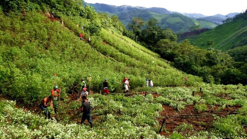Campesinos del Cauca rechazan erradicación con glifosato y anuncian posible movilización