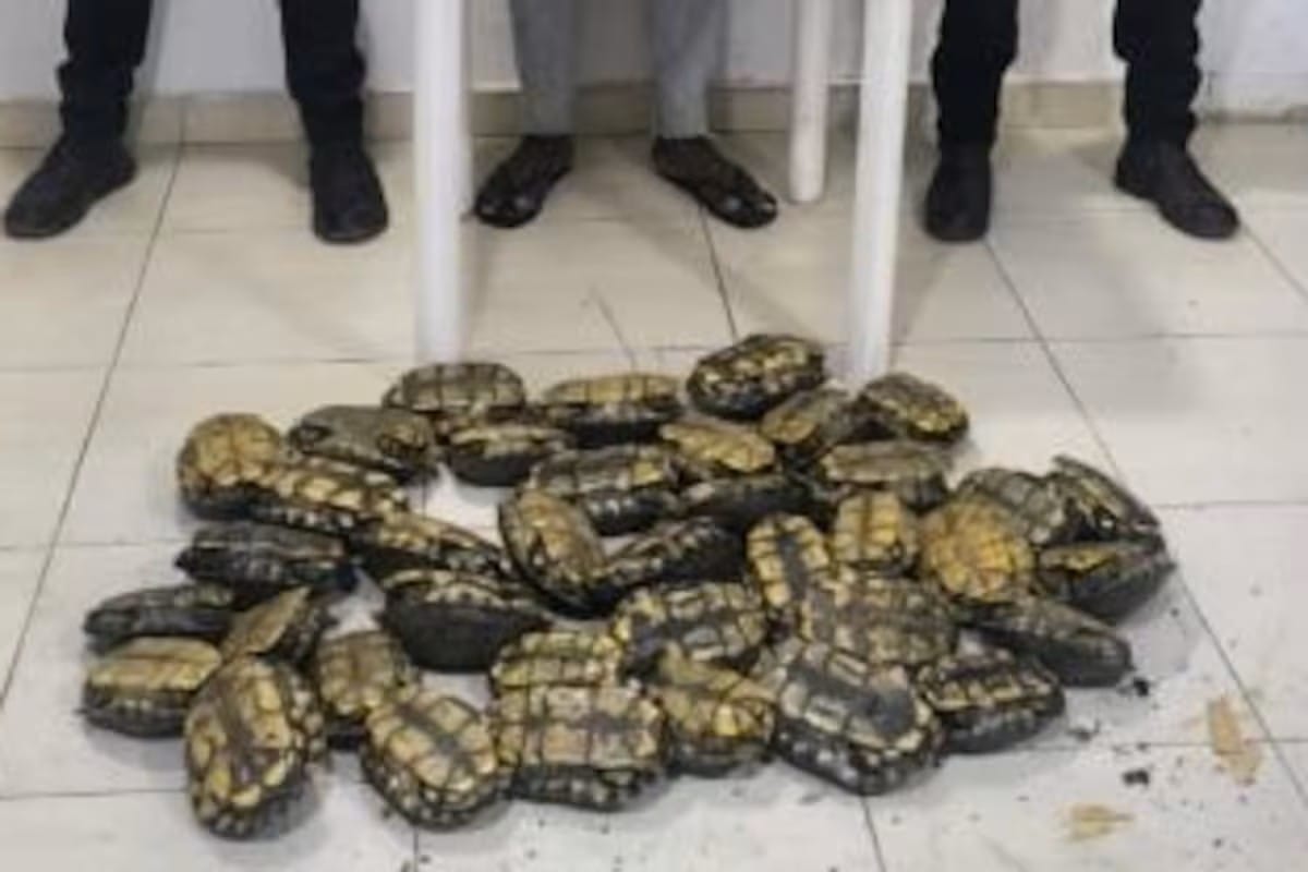 Capturan a hombre que transportaba ilegalmente 36 icoteas en Bolívar