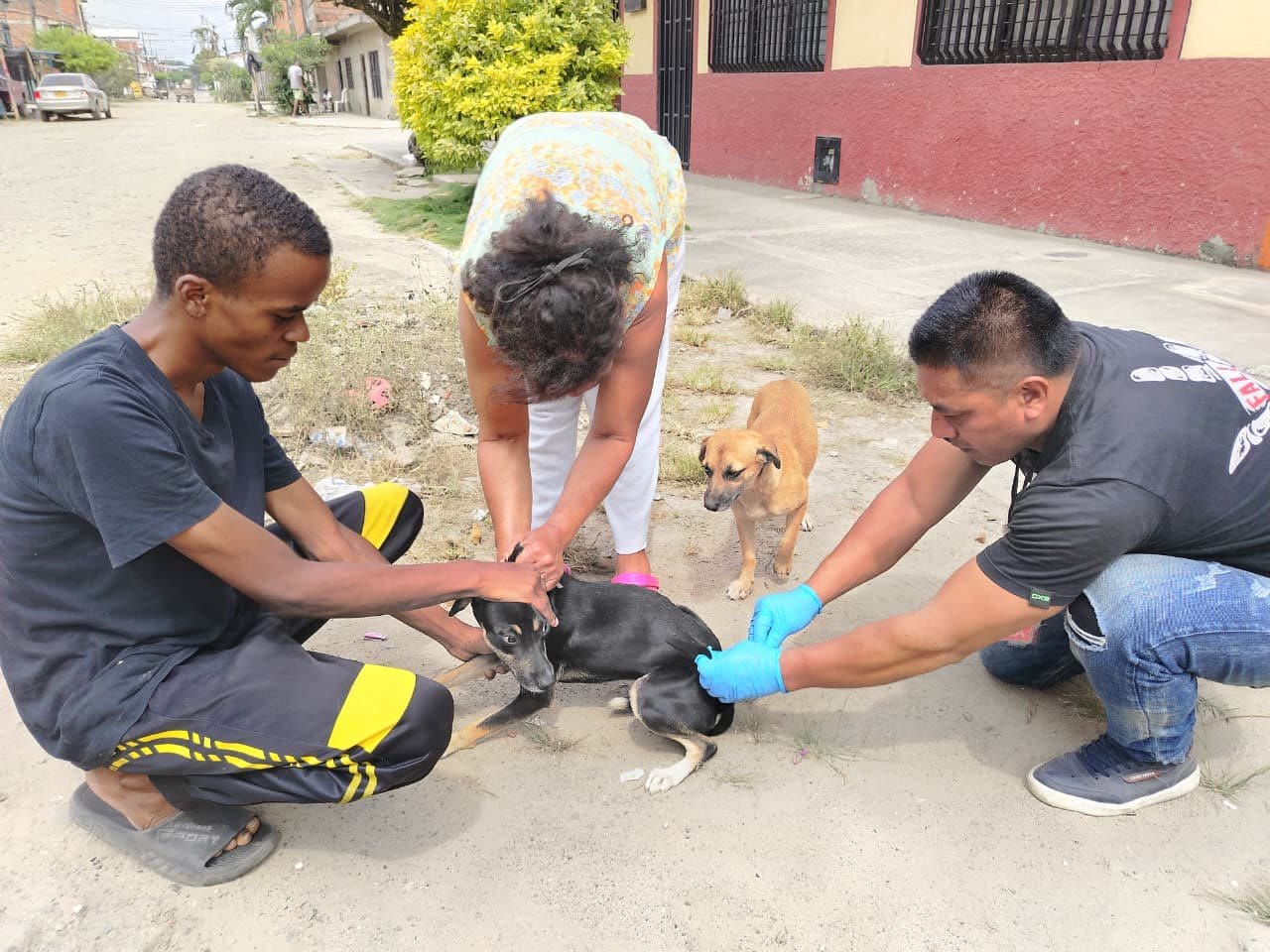 Más de 1.400 mascotas vacunadas: Secretaría de Salud del Cauca lidera jornada antirrábica en Puerto Tejada