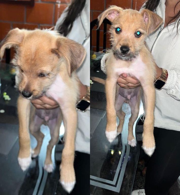 Denuncian presuntas fallas en atención del Centro de Bienestar Animal de Popayán tras caso de perro abandonado