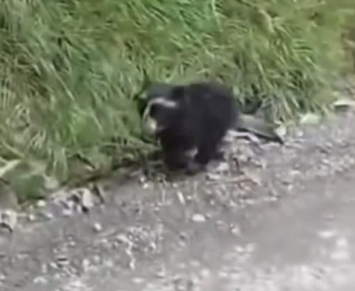 Cauca: Avistan cachorro de oso de anteojos en vía del Páramo de Puracé