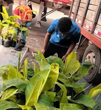 Cauca: más de 17.000 colinos de plátano fortalecen la productividad de 35 familias rurales