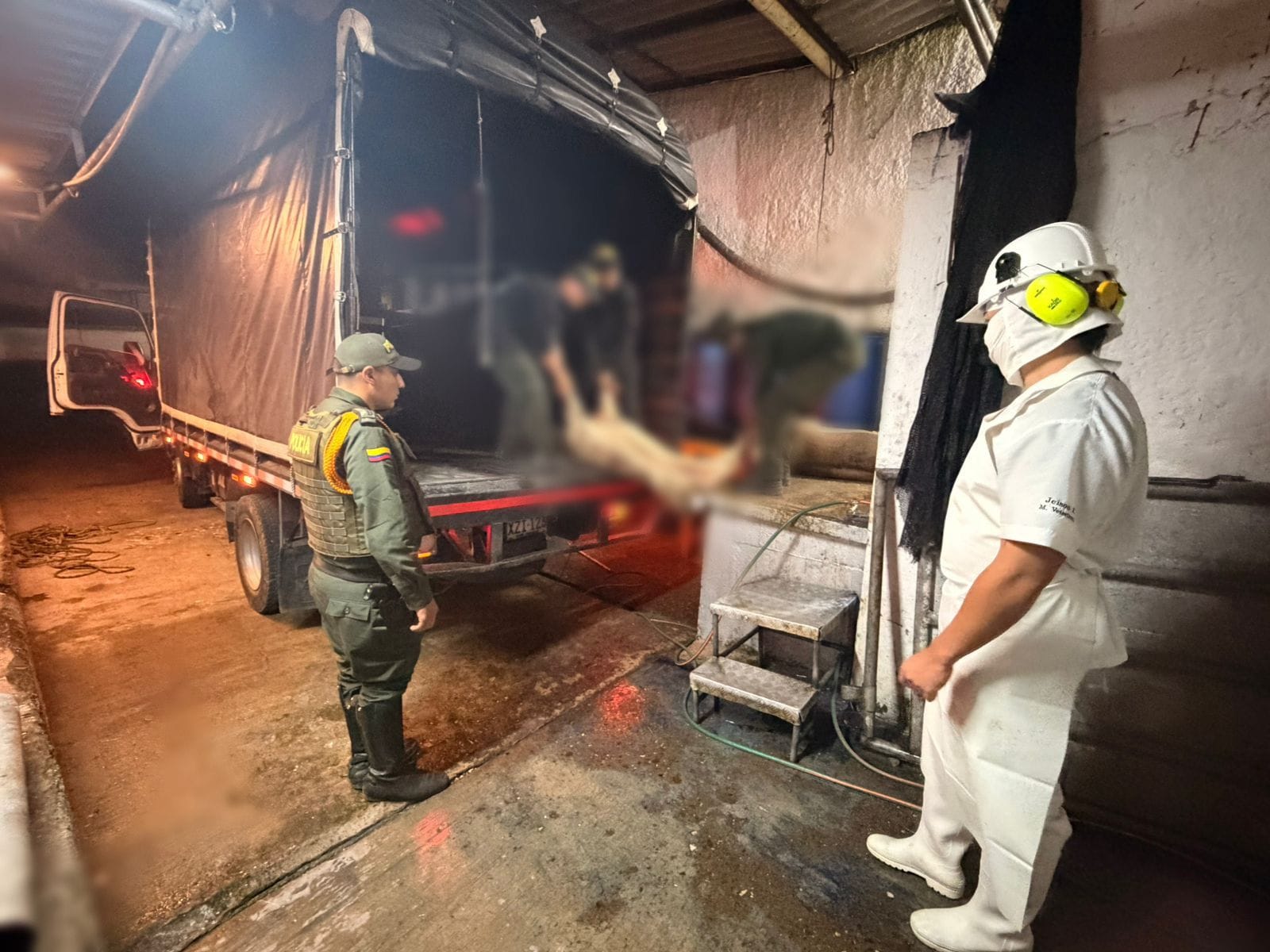 Descrubren matadero clandestino en Popayán: ojo donde compra carné de cerdo