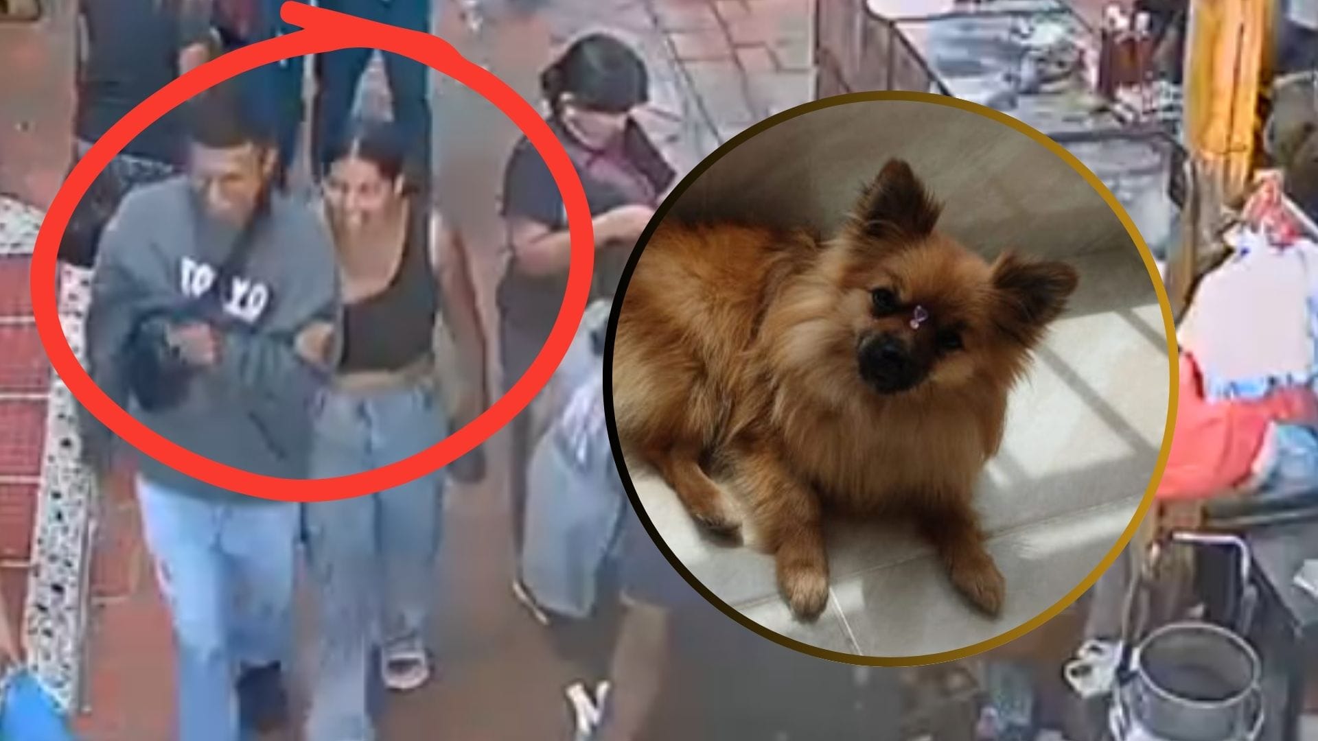 ¿Los conoce?, los buscan por llevarse una perrita en la Plaza de Mercado de La 13