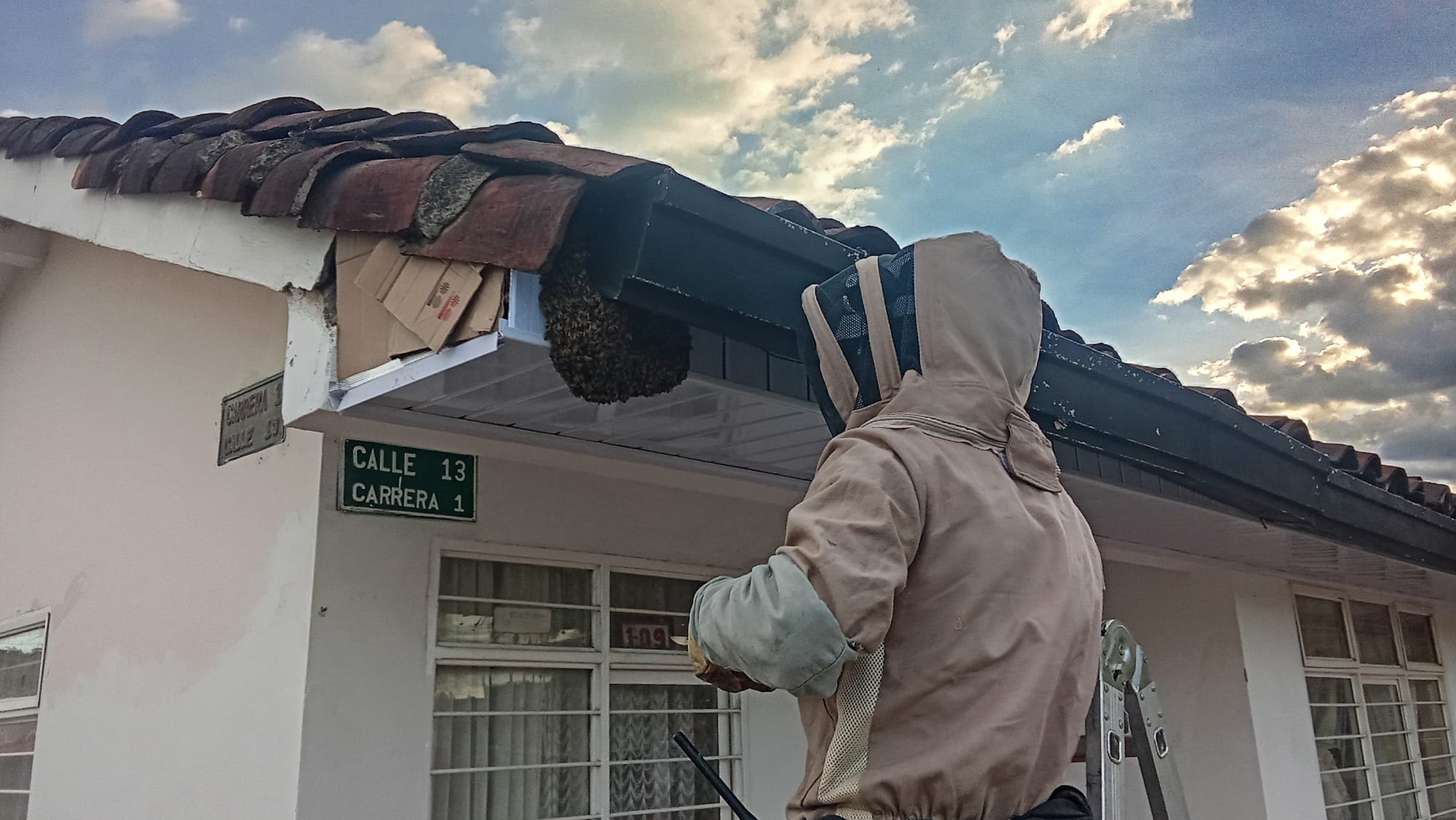 Enjambre de abejas causó alarma en la Urbanización La Argentina de Popayán y fue trasladado por socorristas de Scout Equipo de Emergencia