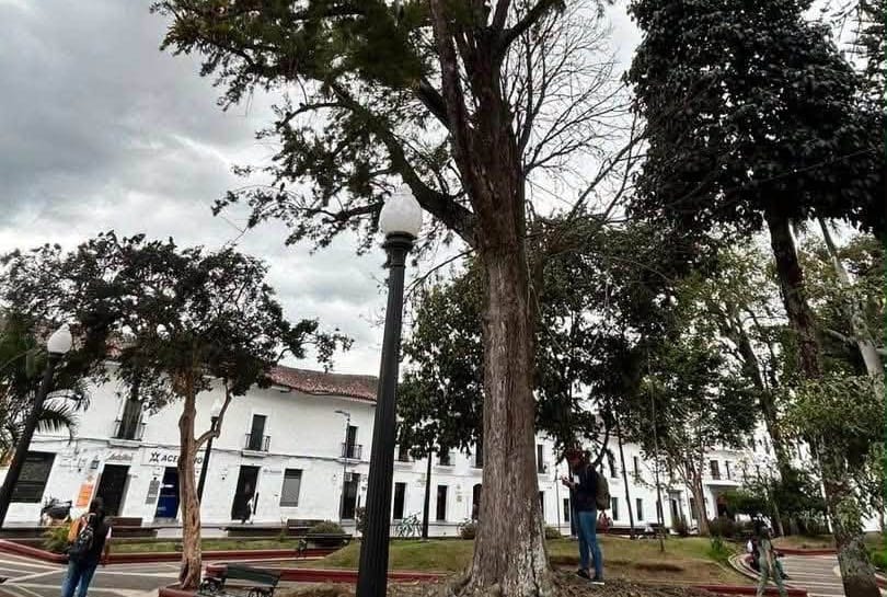 11 árboles comenzaron a ser talados en el Parque Caldas: se sembrarán 33 nuevo