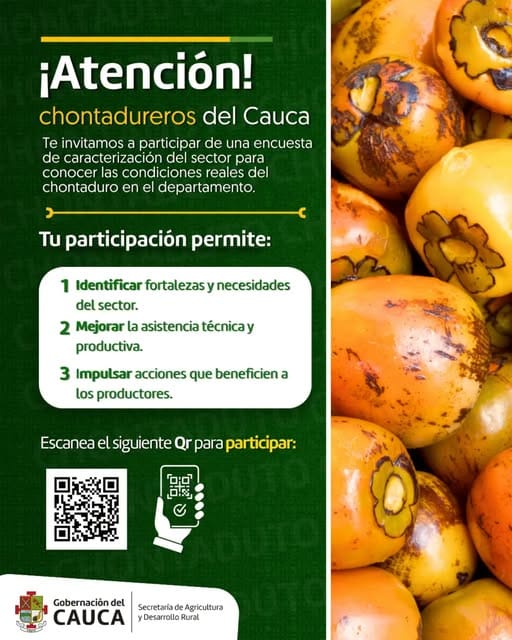 El chontaduro fortalece el campo caucano: productores invitados a participar en encuesta de caracterización