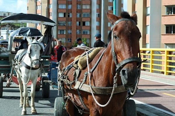 Alcaldía hará entrega de motocarros para varios carretilleros de Popayán