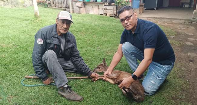 Totoró: comunidad y policías rescataron a un venado