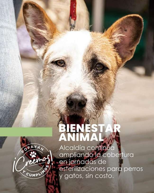 Jornada de vacunación y esterilización de mascotas en Popayán