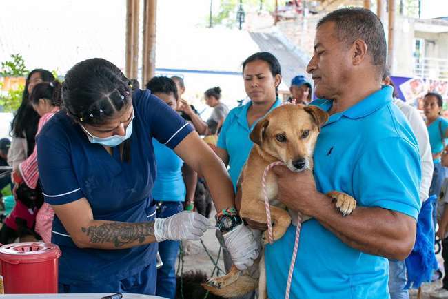 Con más de 13.00 esterilizaciones Alcaldía sigue cumpliendo con el bienestar animal en Popayán