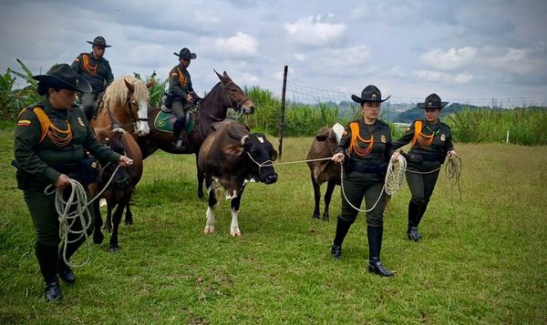 Tres semovientes fueron recuperados en la zona rural de Popayán