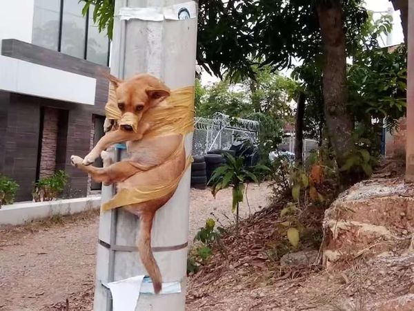 Perro fue amarrado a un poste por hacer sus necesidades en el andén