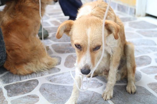 Ofrecen recompensa por información de los responsables de evenenar 15 perros en Popayán