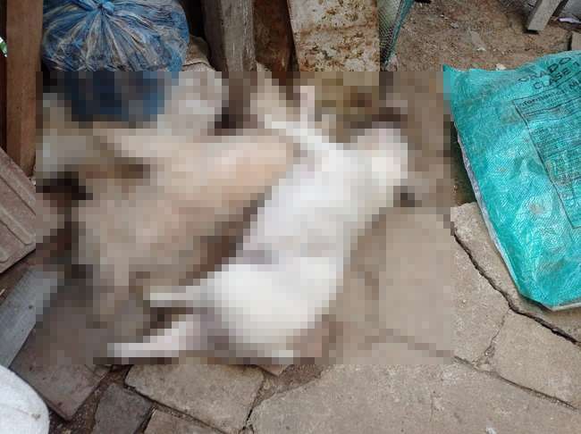 Envenenamiento masivo de perros tiene consternada a la comunidad de la vereda Lame de Popayán
